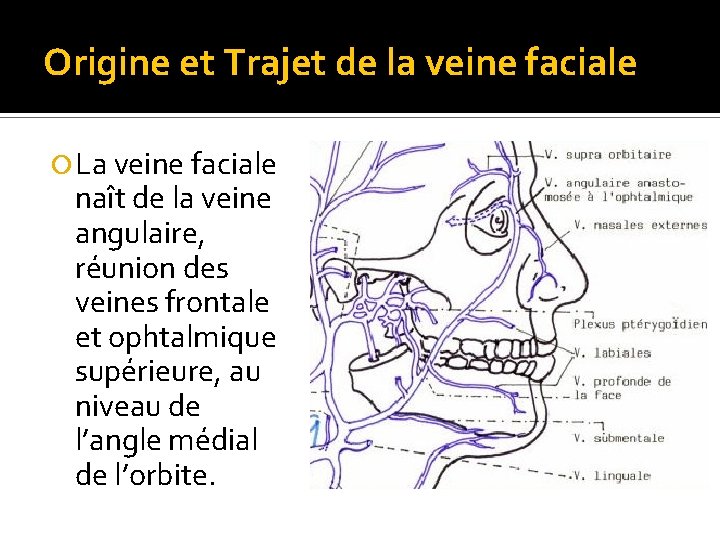 Origine et Trajet de la veine faciale La veine faciale naît de la veine