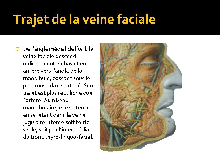 Trajet de la veine faciale De l’angle médial de l’œil, la veine faciale descend