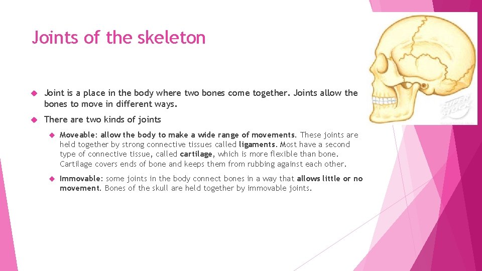 Joints of the skeleton Joint is a place in the body where two bones