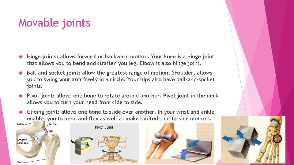 Movable joints Hinge joints: allows forward or backward motion. Your knee is a hinge