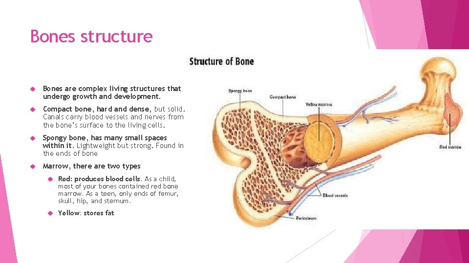 Bones structure Bones are complex living structures that undergo growth and development. Compact bone,