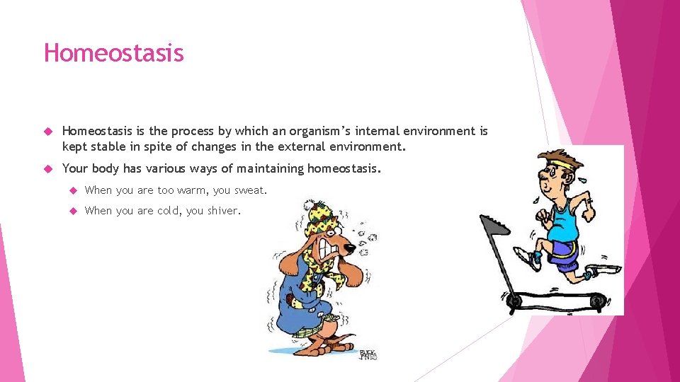 Homeostasis is the process by which an organism’s internal environment is kept stable in