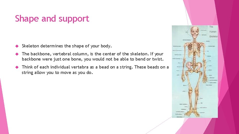 Shape and support Skeleton determines the shape of your body. The backbone, vertebral column,