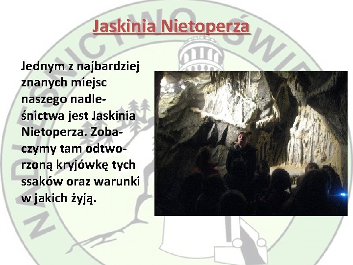 Jaskinia Nietoperza Jednym z najbardziej znanych miejsc naszego nadleśnictwa jest Jaskinia Nietoperza. Zobaczymy tam