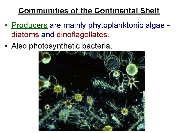 Communities of the Continental Shelf • Producers are mainly phytoplanktonic algae diatoms and dinoflagellates.