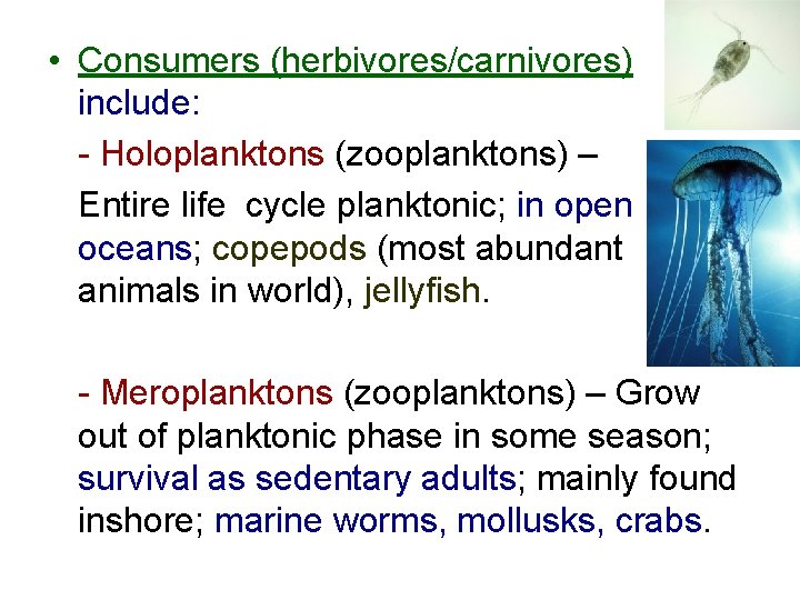  • Consumers (herbivores/carnivores) include: - Holoplanktons (zooplanktons) – Entire life cycle planktonic; in