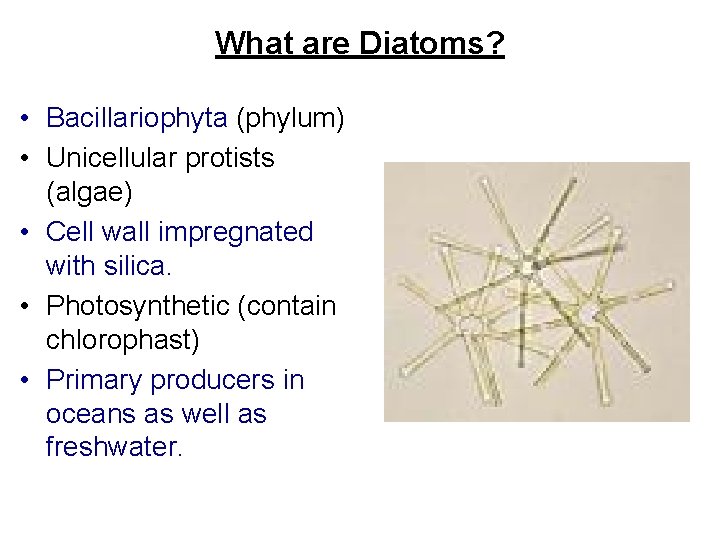 What are Diatoms? • Bacillariophyta (phylum) • Unicellular protists (algae) • Cell wall impregnated