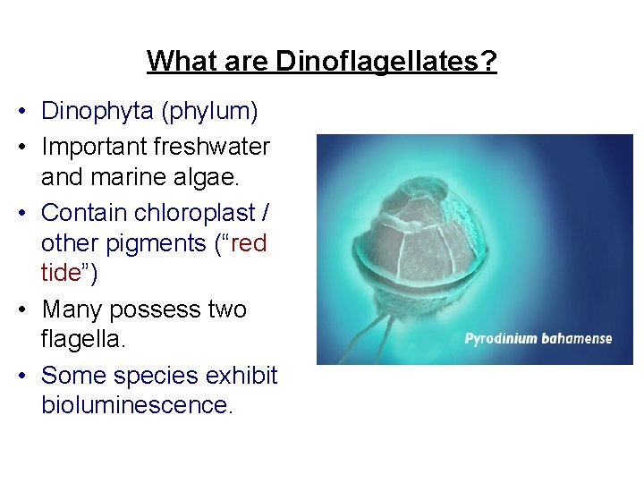 What are Dinoflagellates? • Dinophyta (phylum) • Important freshwater and marine algae. • Contain