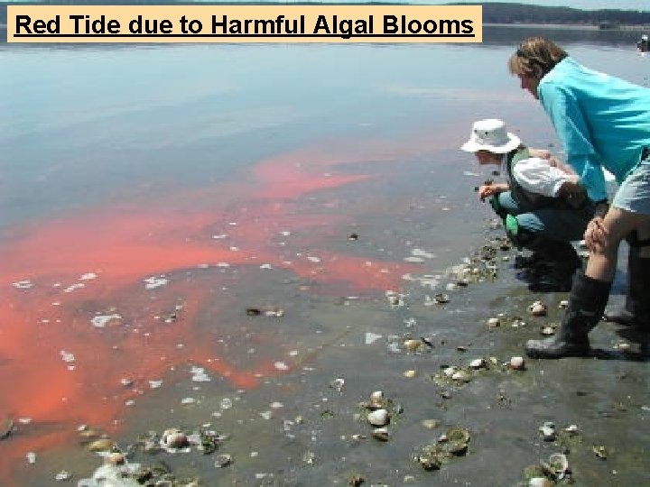 Red Tide due to Harmful Algal Blooms 