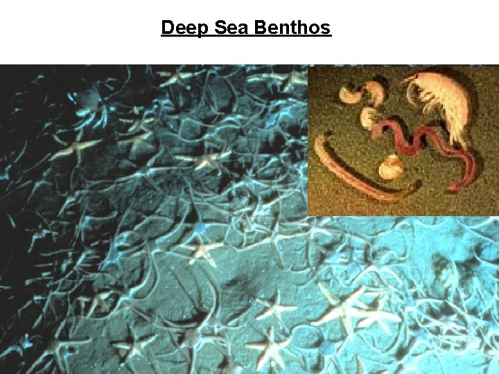 Deep Sea Benthos 