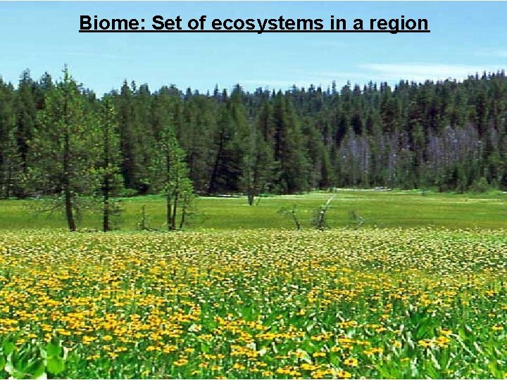 Biome: Set of ecosystems in a region 