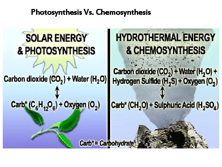 Photosynthesis Vs. Chemosynthesis 