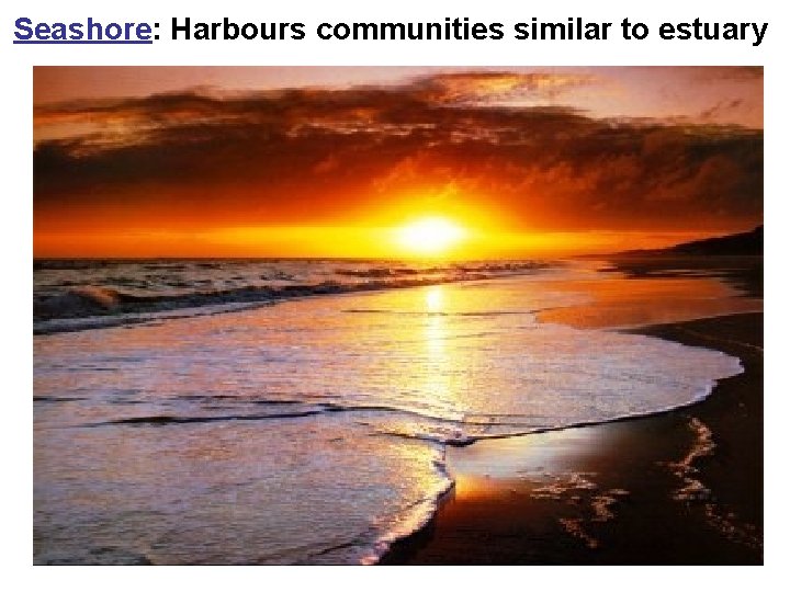 Seashore: Harbours communities similar to estuary 