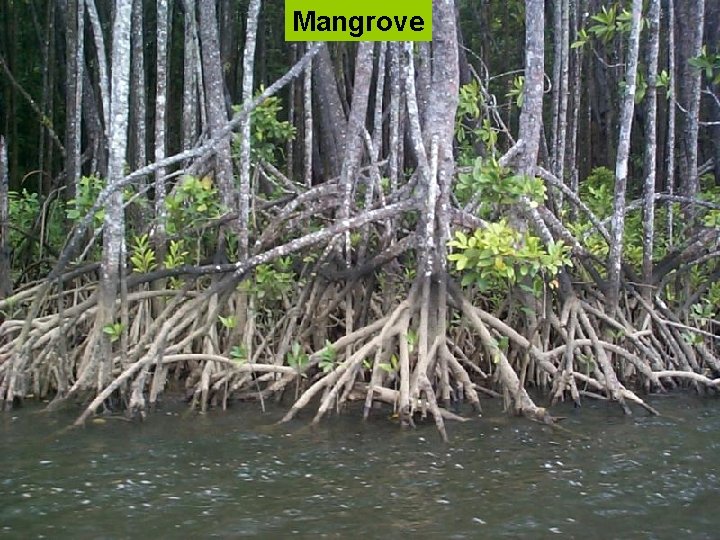 Mangrove 