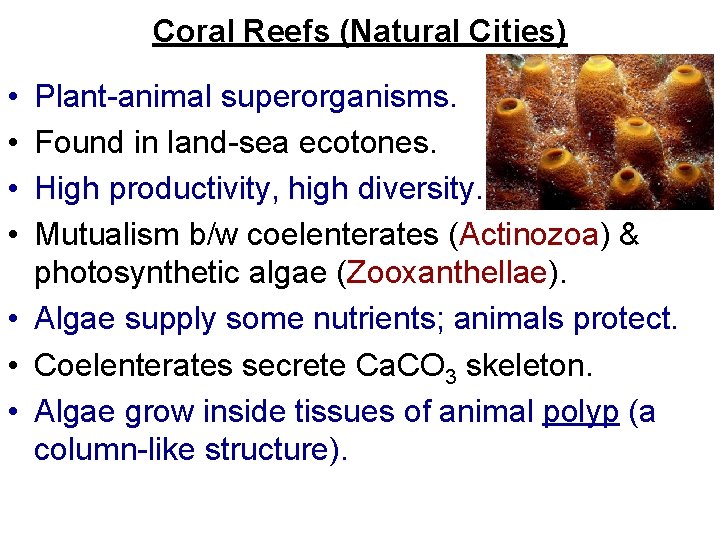 Coral Reefs (Natural Cities) • • Plant-animal superorganisms. Found in land-sea ecotones. High productivity,
