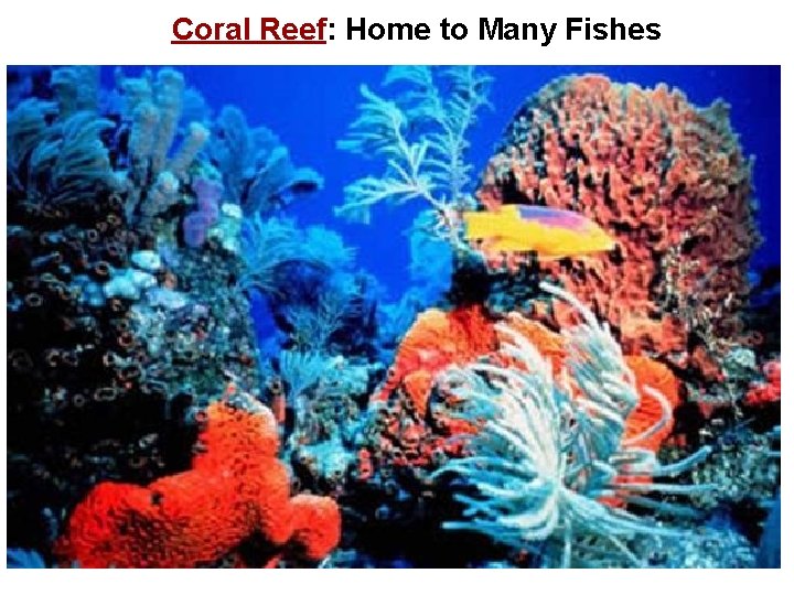 Coral Reef: Home to Many Fishes 