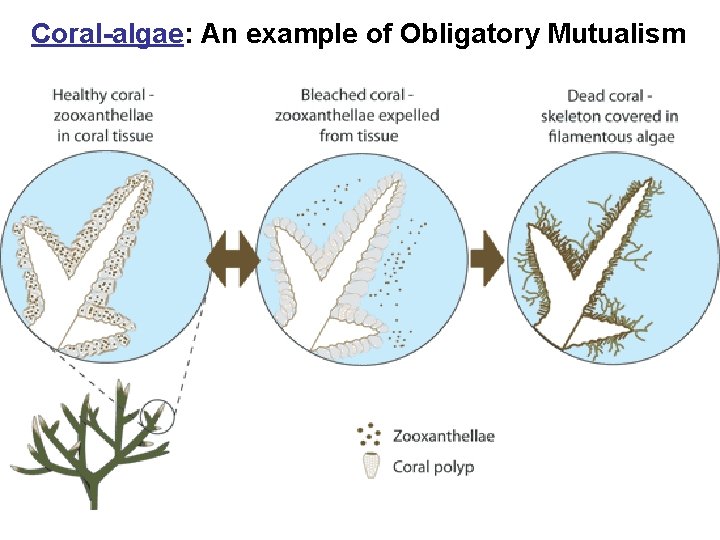 Coral-algae: An example of Obligatory Mutualism 