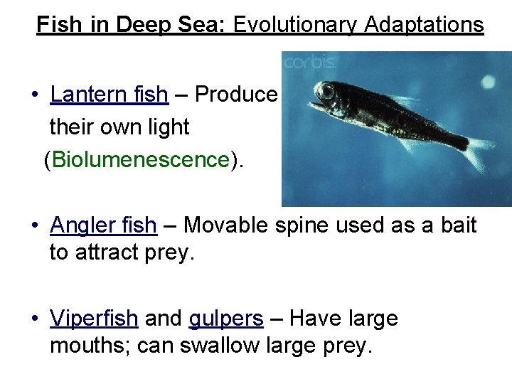 Fish in Deep Sea: Evolutionary Adaptations • Lantern fish – Produce their own light