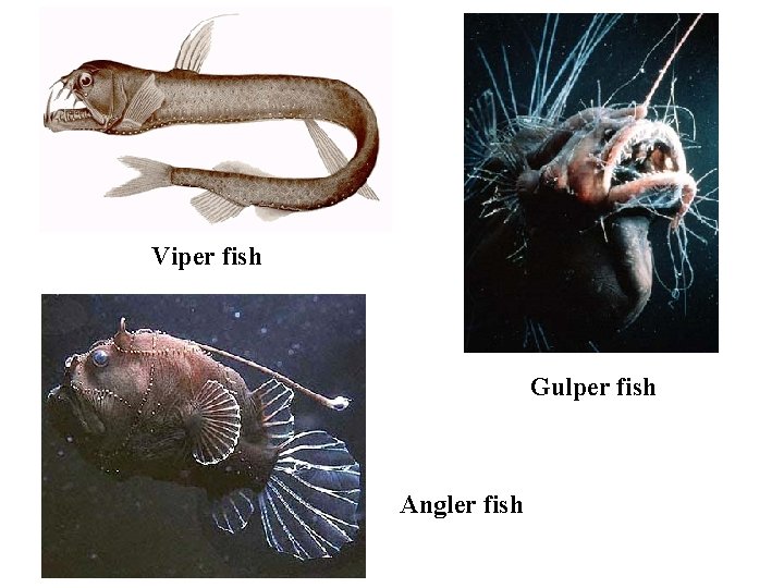 Viper fish Gulper fish Angler fish 