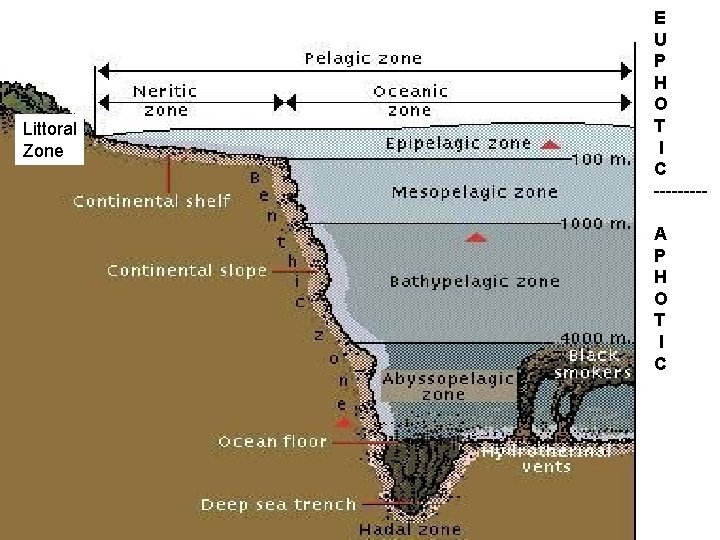 Littoral Zone E U P H O T I C ----A P H O