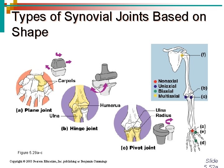 Types of Synovial Joints Based on Shape Figure 5. 29 a–c Copyright © 2003