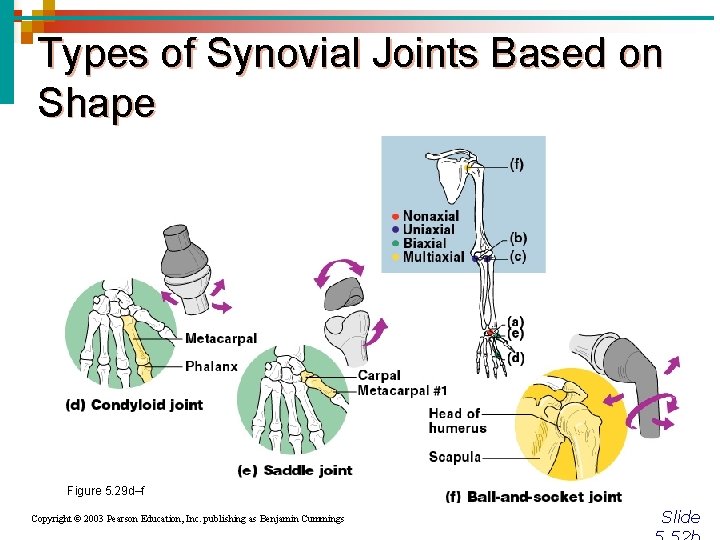 Types of Synovial Joints Based on Shape Figure 5. 29 d–f Copyright © 2003