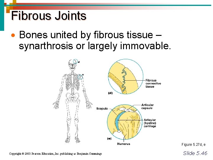 Fibrous Joints · Bones united by fibrous tissue – synarthrosis or largely immovable. Figure