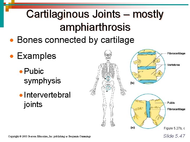 Cartilaginous Joints – mostly amphiarthrosis · Bones connected by cartilage · Examples · Pubic