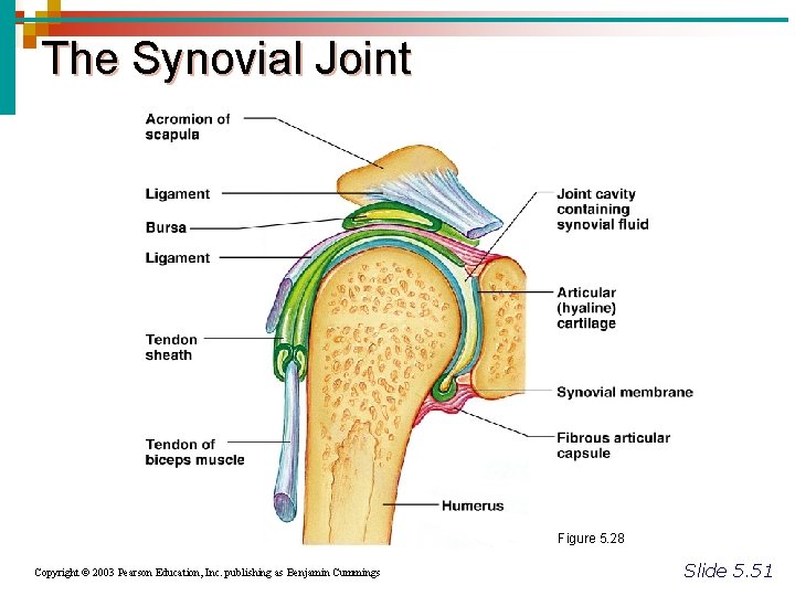 The Synovial Joint Figure 5. 28 Copyright © 2003 Pearson Education, Inc. publishing as