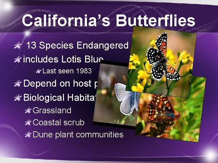 California’s Butterflies 13 Species Endangered includes Lotis Blue Last seen 1983 Depend on host