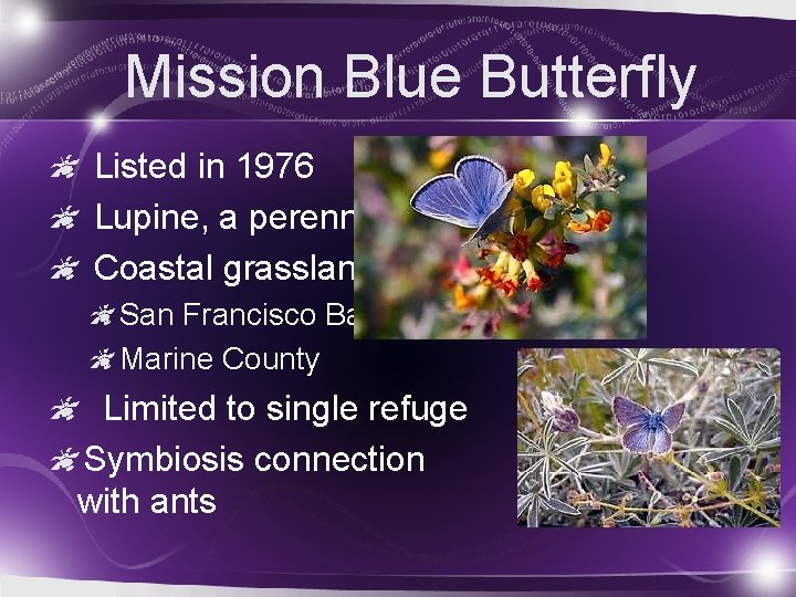 Mission Blue Butterfly Listed in 1976 Lupine, a perennial Coastal grasslands San Francisco Bay