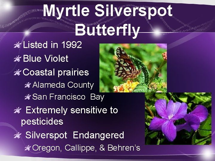 Myrtle Silverspot Butterfly Listed in 1992 Blue Violet Coastal prairies Alameda County San Francisco