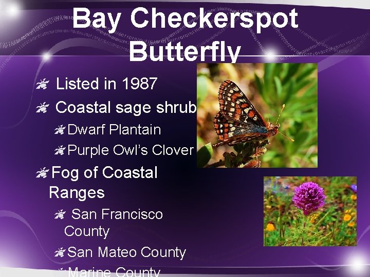 Bay Checkerspot Butterfly Listed in 1987 Coastal sage shrub Dwarf Plantain Purple Owl’s Clover