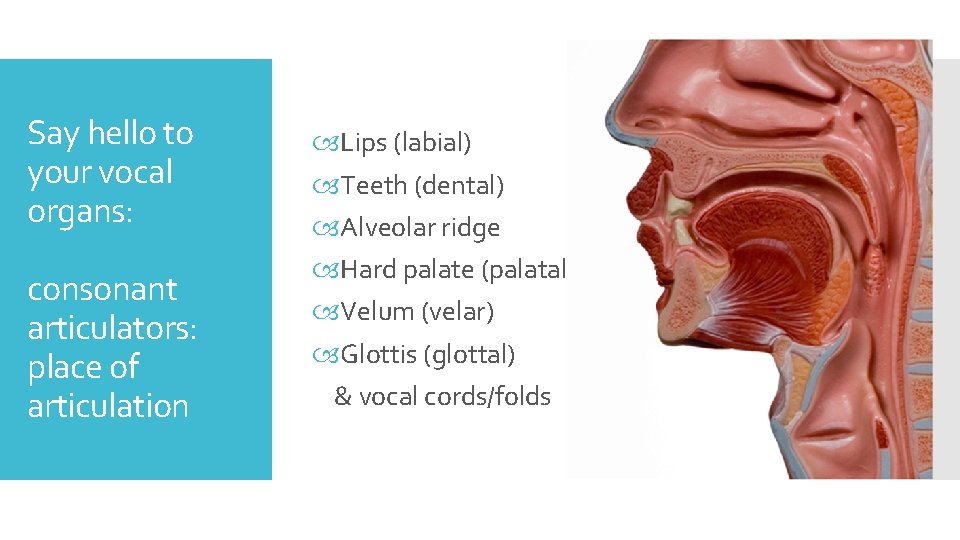 Say hello to your vocal organs: consonant articulators: place of articulation Lips (labial) Teeth