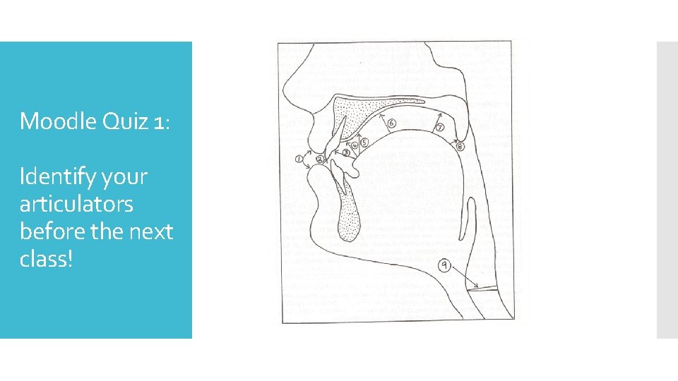 Moodle Quiz 1: Identify your articulators before the next class! 
