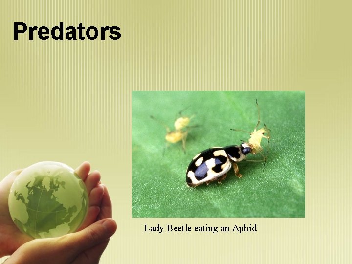 Predators Lady Beetle eating an Aphid 