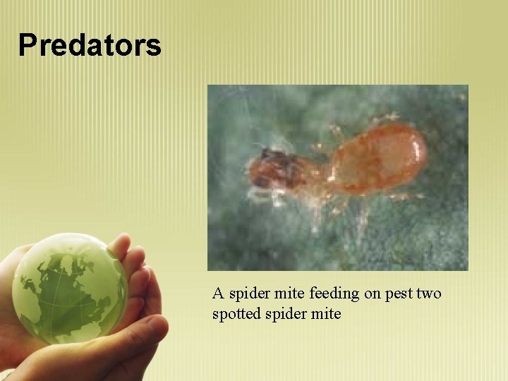 Predators A spider mite feeding on pest two spotted spider mite 