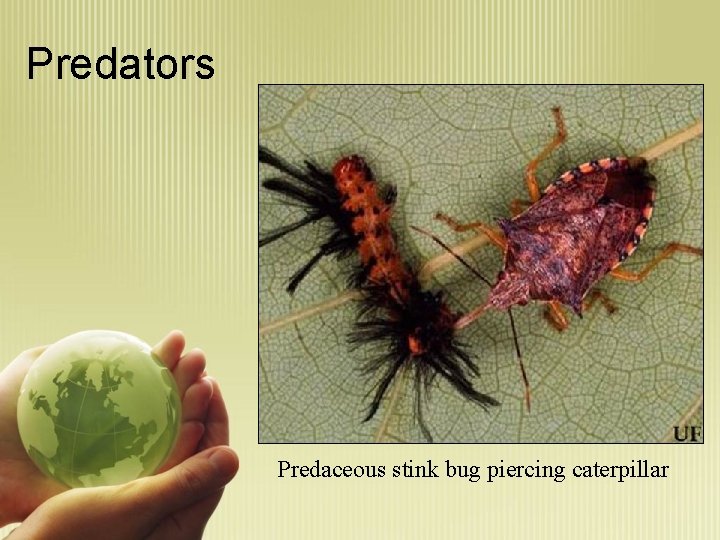 Predators Predaceous stink bug piercing caterpillar 