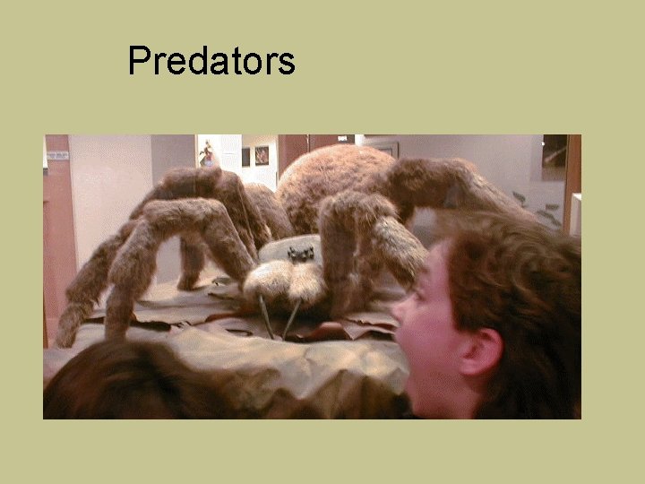 Predators 