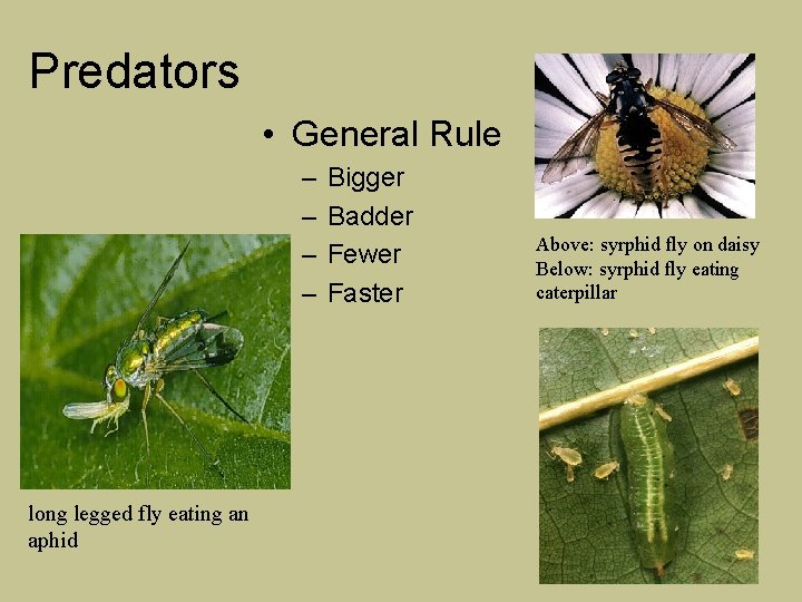 Predators • General Rule – – long legged fly eating an aphid Bigger Badder
