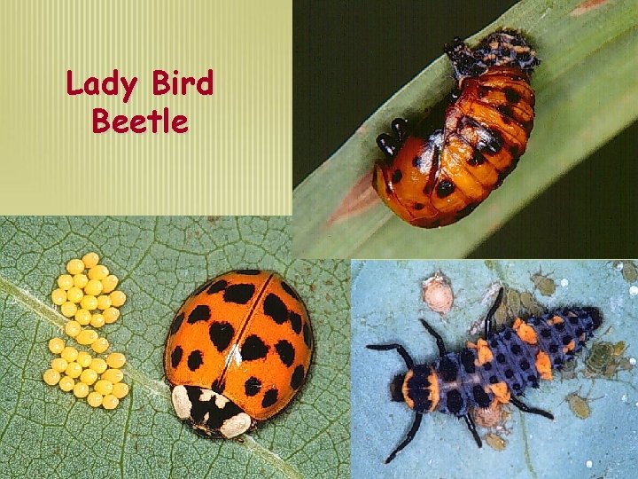 Lady Bird Beetle 