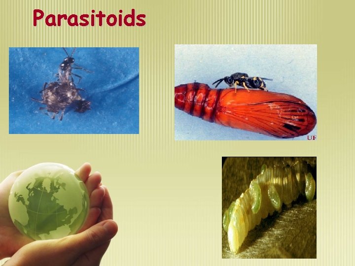 Parasitoids 