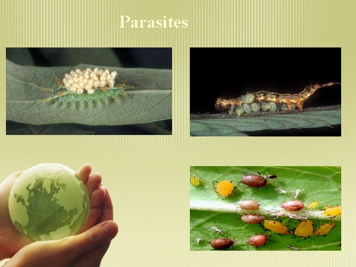 Parasites 
