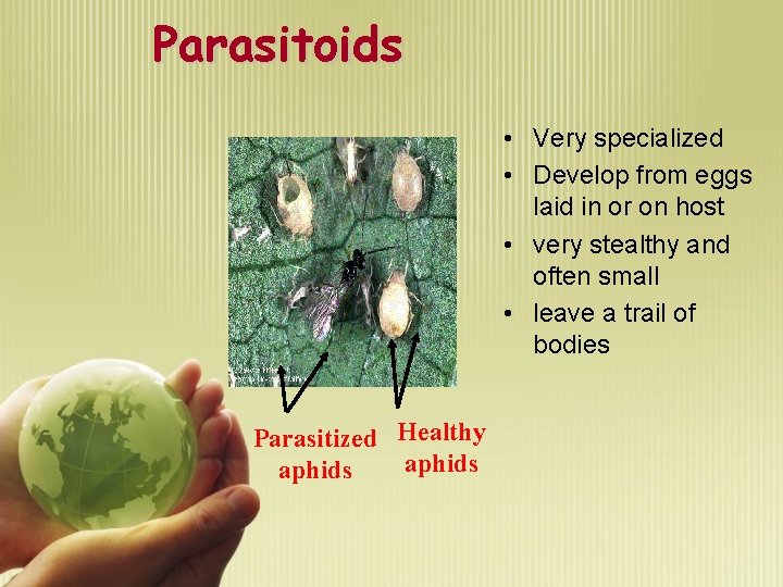 Parasitoids • Very specialized • Develop from eggs laid in or on host •