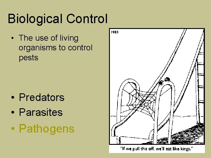 Biological Control • The use of living organisms to control pests • Predators •