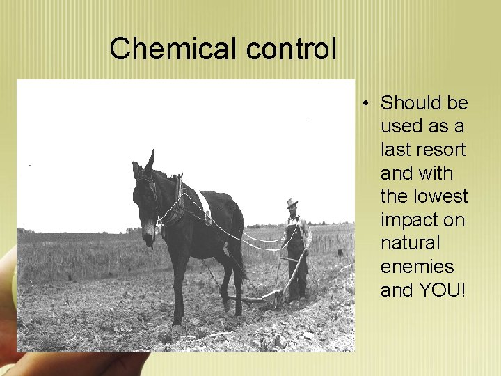 Chemical control • Should be used as a last resort and with the lowest