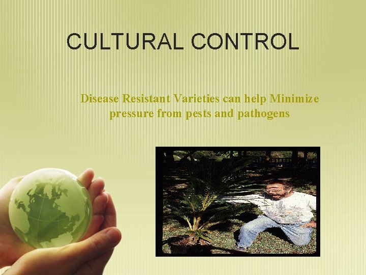 CULTURAL CONTROL Disease Resistant Varieties can help Minimize pressure from pests and pathogens 