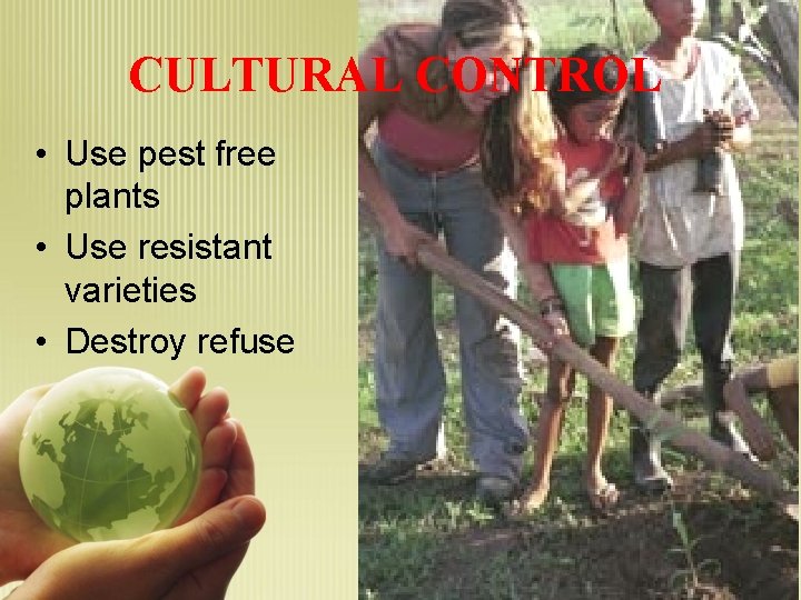 CULTURAL CONTROL • Use pest free plants • Use resistant varieties • Destroy refuse