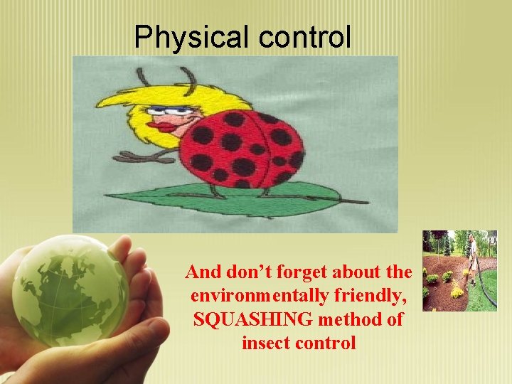 Physical control And don’t forget about the environmentally friendly, SQUASHING method of insect control