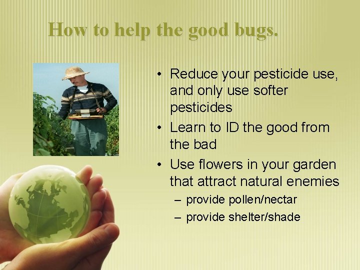How to help the good bugs. • Reduce your pesticide use, and only use